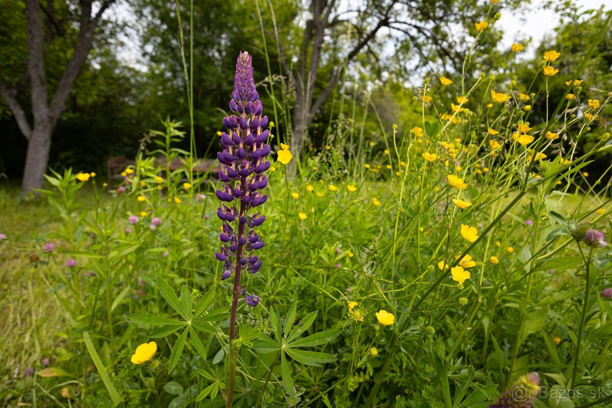 ZÁHRADA POD ŽIBRICOU – 385 m² | STUDŇA | ELEKTRINA | 10 MIN. OD NITRY
