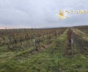 Predaj vinohradu v Pezinku