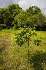 ZÁHRADA POD ŽIBRICOU – 385 m² | STUDŇA | ELEKTRINA | 10 MIN. OD NITRY