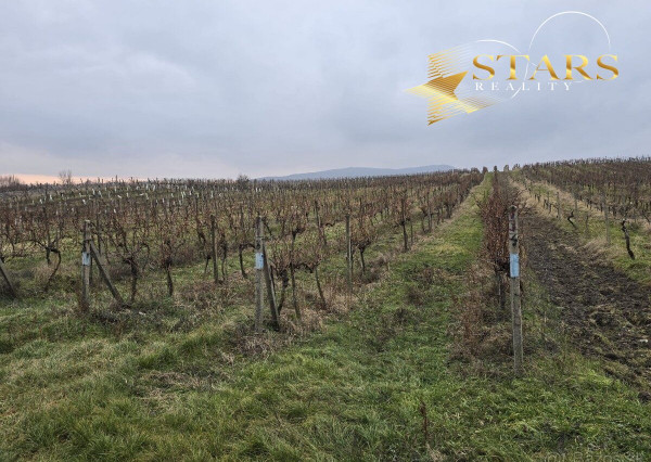 Predaj vinohradu v Pezinku
